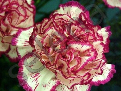 Гвоздика Carnation Double Striped